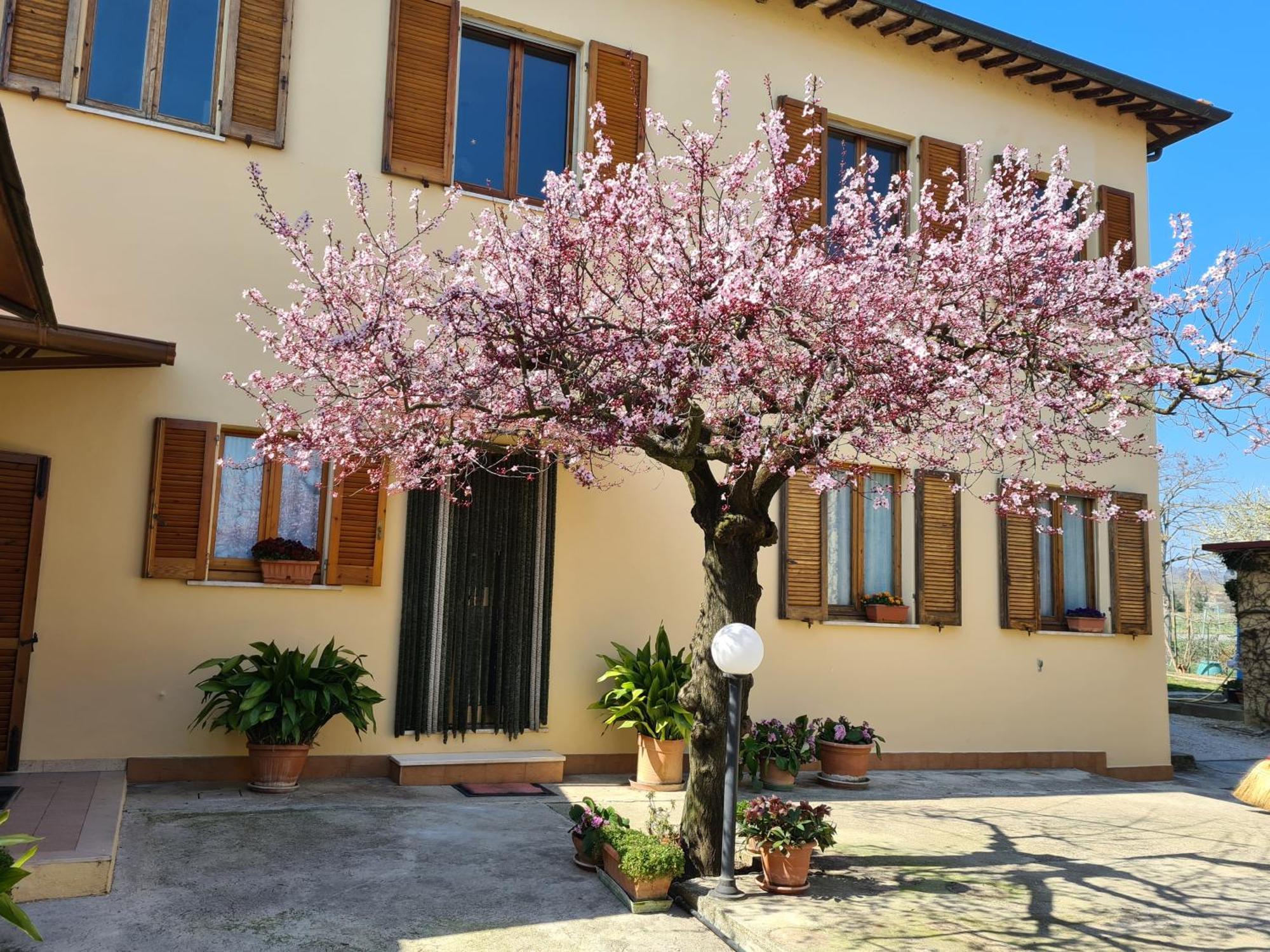 B&B Barbara Assisi Cannara Bagian luar foto